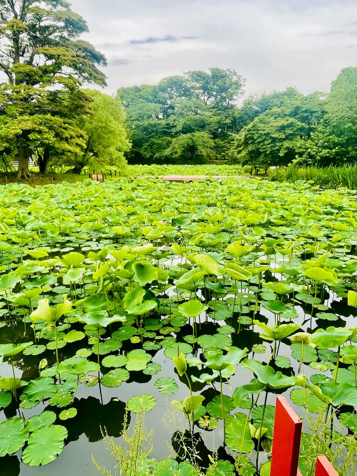 鶴岡八幡宮の源氏池の蓮