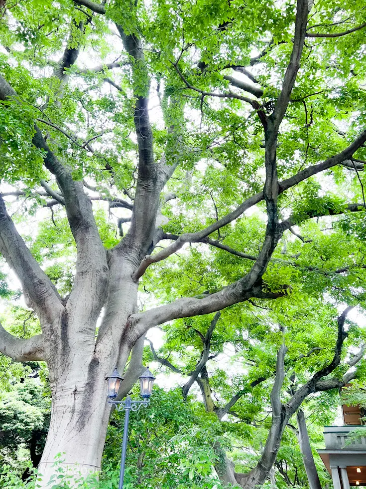 誰でもバラ姫☆@港の見える丘公園の画像_10