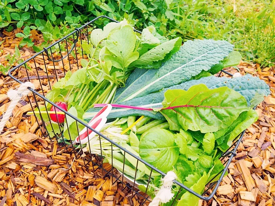 ヴィソンのNOUNIYELLで、野菜の収の画像_5