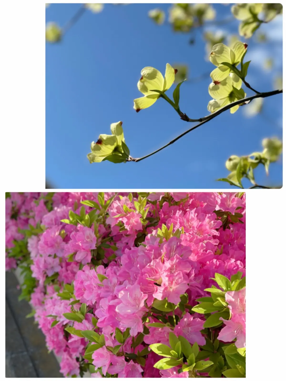 ホワイトデニム×イエローニットの春コーデの画像_4