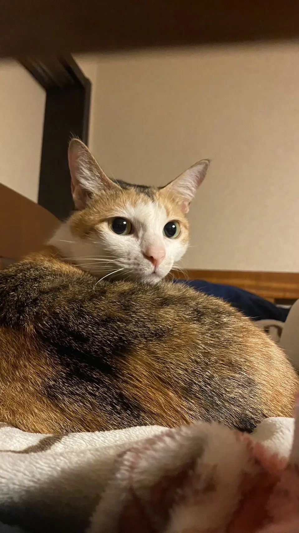 我が家の癒し　の画像_7