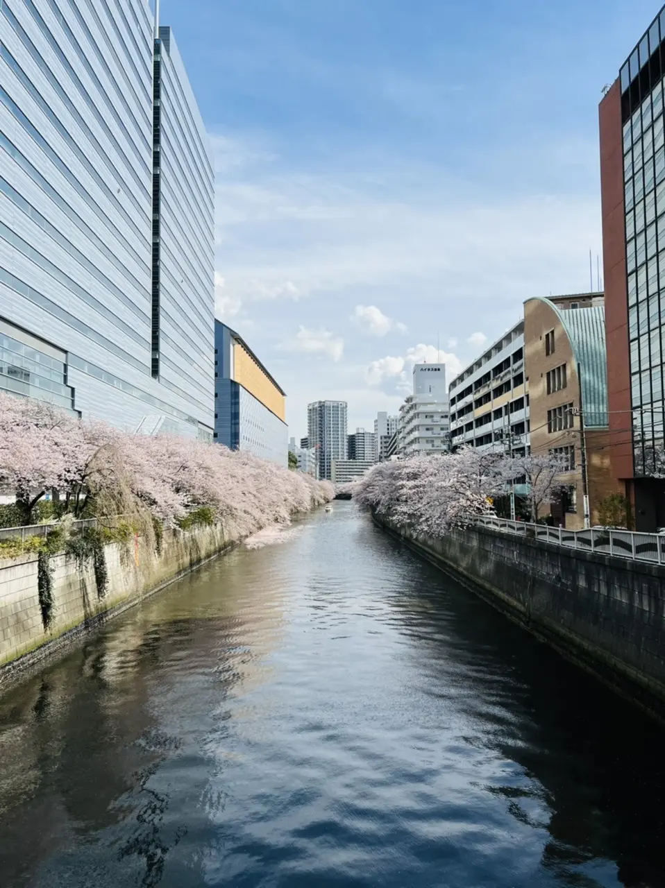 お花見の聖地目黒川