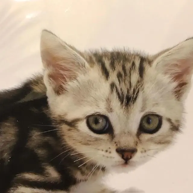 アランの子猫時代はの画像_1