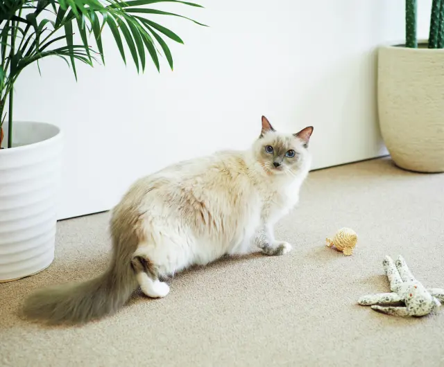 ベル ラグドール 5歳・♀