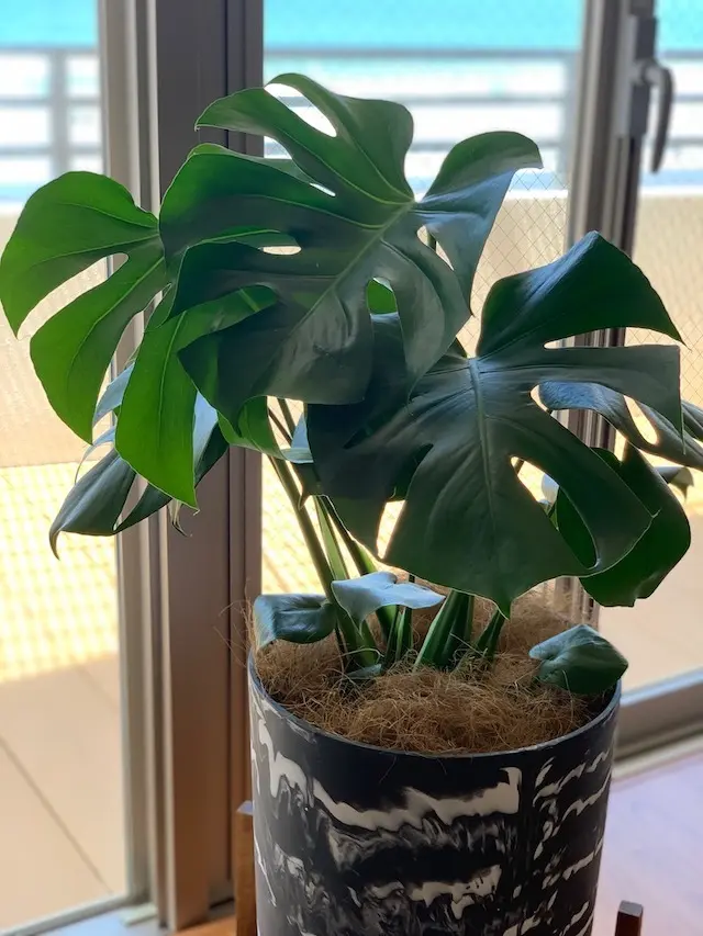 グリーン　インテリアグリーン　インドアグリーン