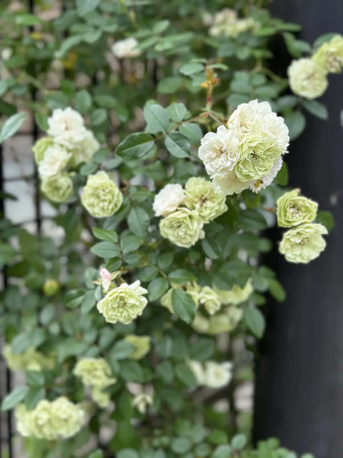 春から初夏へ・・・の画像_10