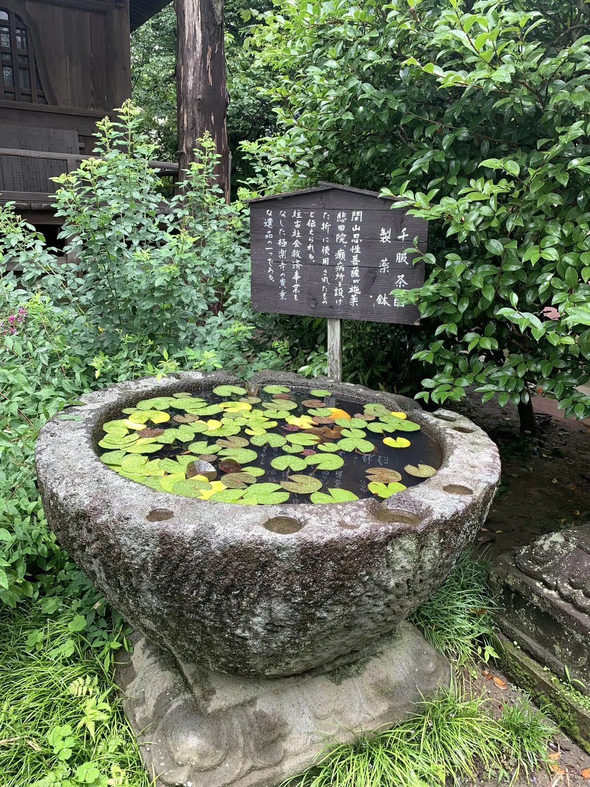 極楽寺／御霊神社の紫陽花 鎌倉あじさい巡の画像_10
