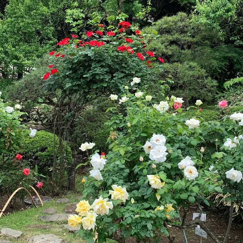 薔薇のアーチ