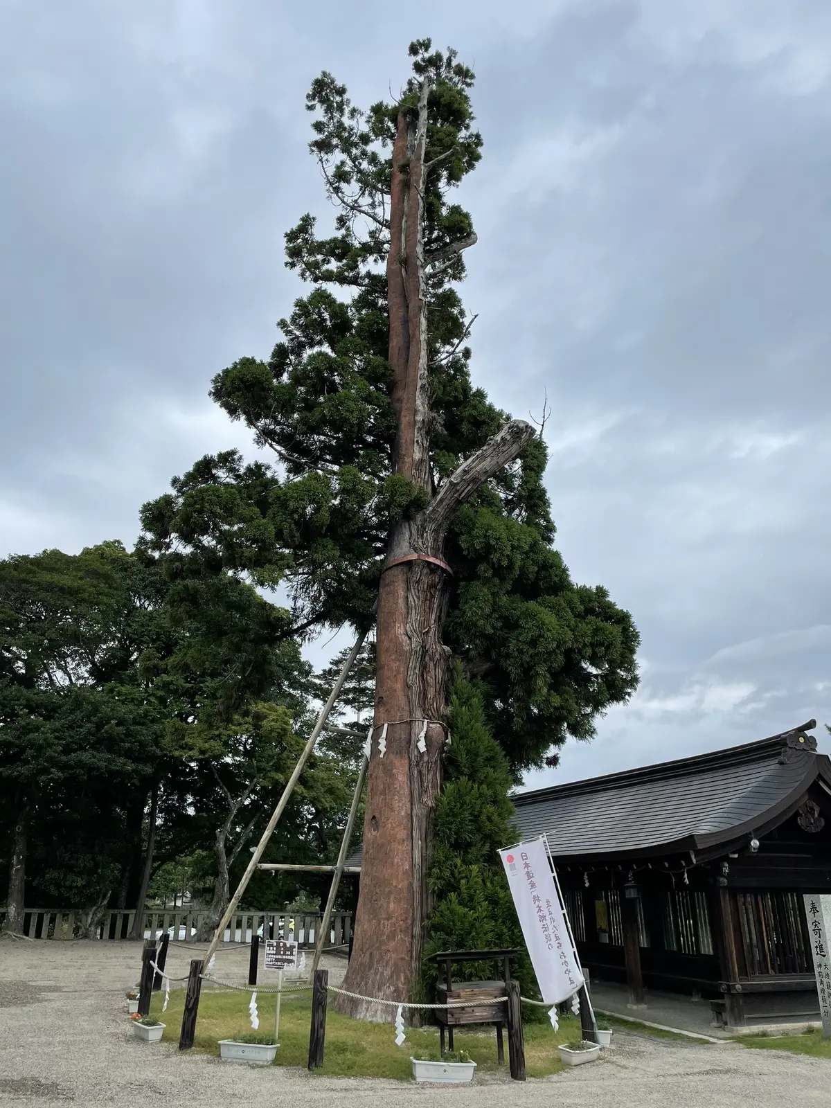 大草直子さんコラボの揺れるワンピースでパの画像_11