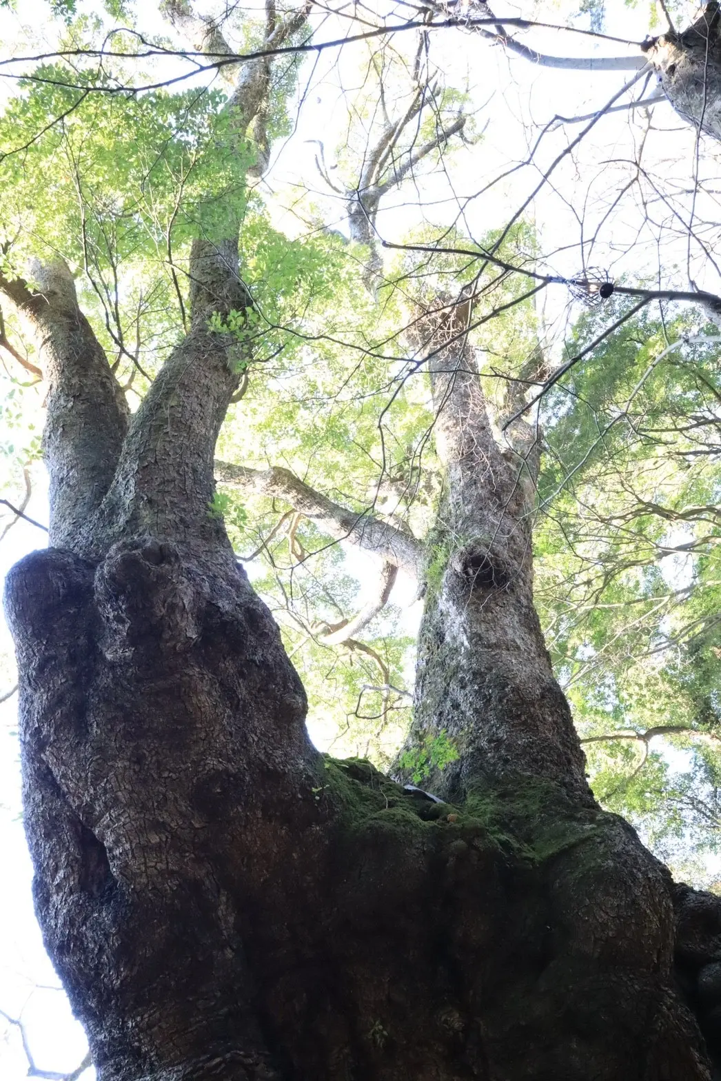 2月が満開　河津桜を見に熱海旅行への画像_7