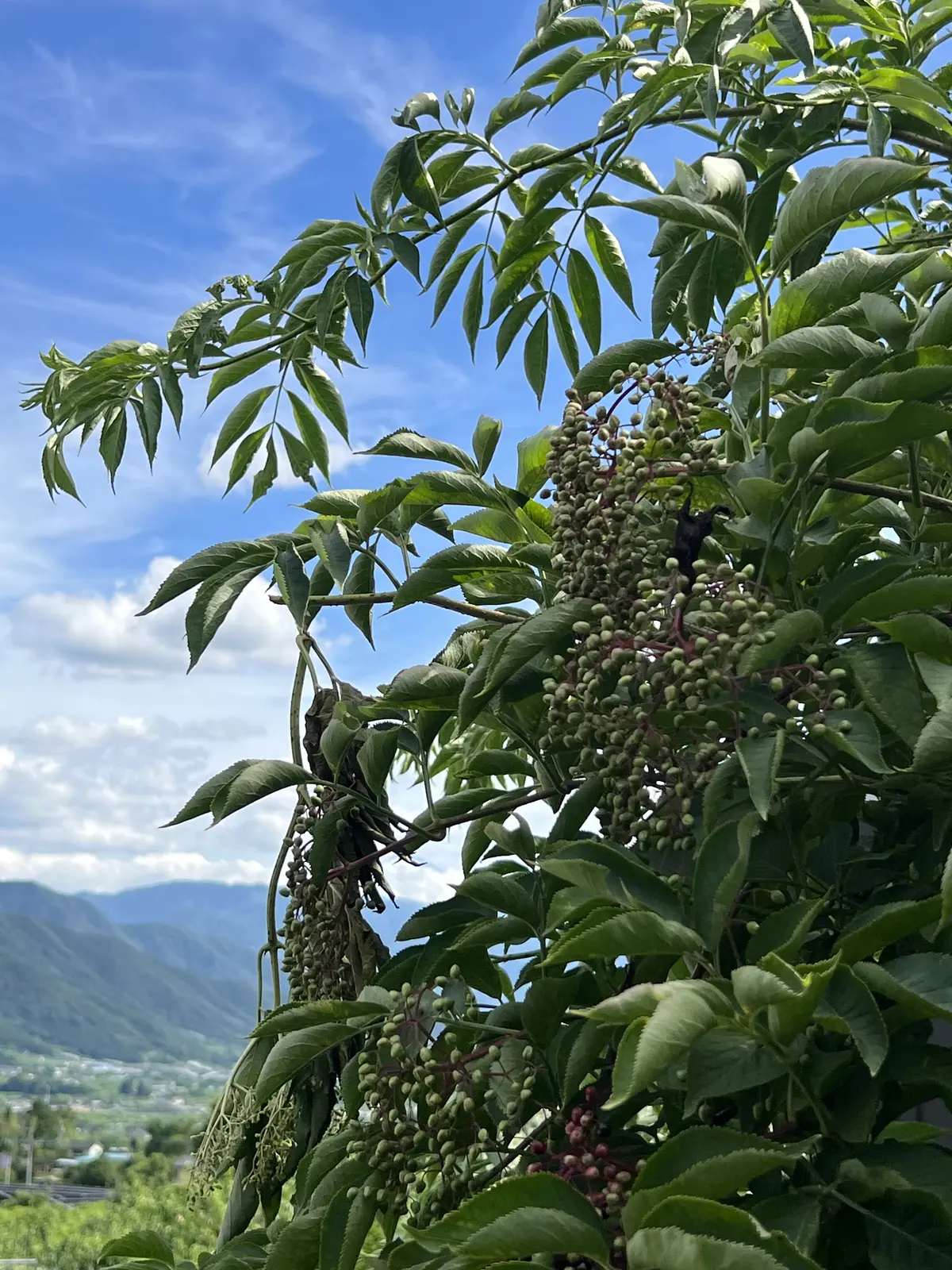 素敵なワインツーリズム体験＠98WINEの画像_10