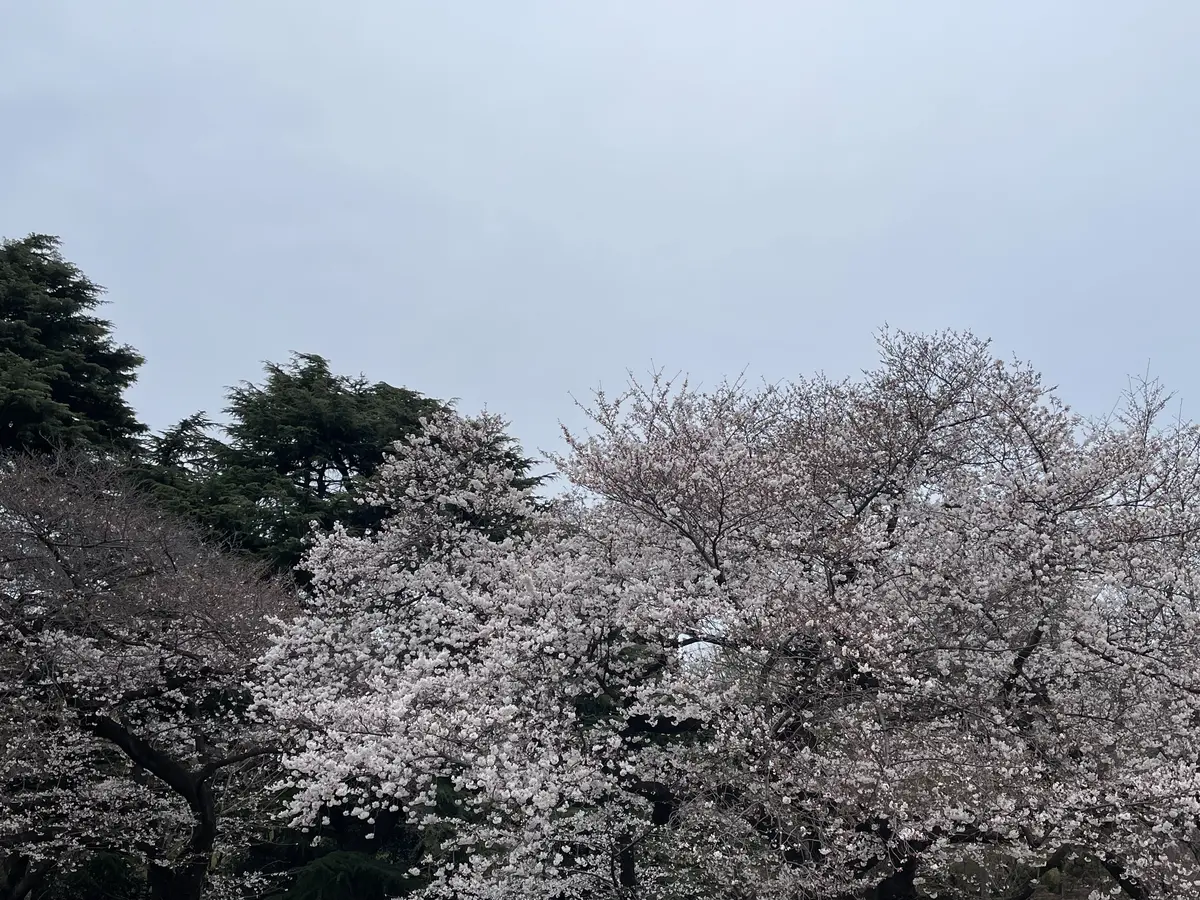 新宿御苑でお花見の画像_4