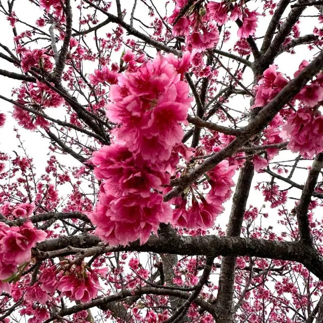 沖縄大人旅。の画像_3