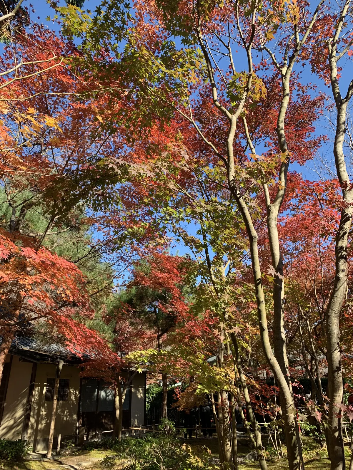一条恵観山荘　紅葉