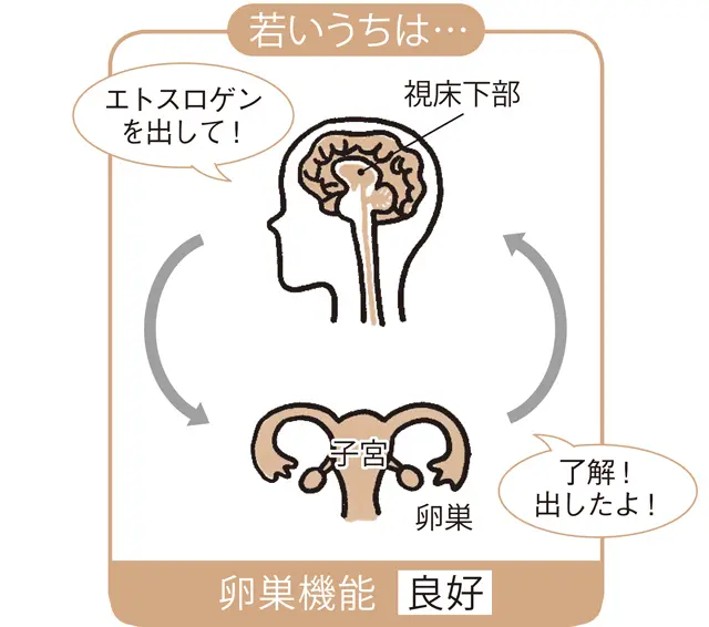 更年期障害　エストロゲン