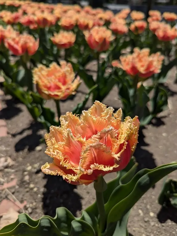 さっぽろライラックまつりの画像_8