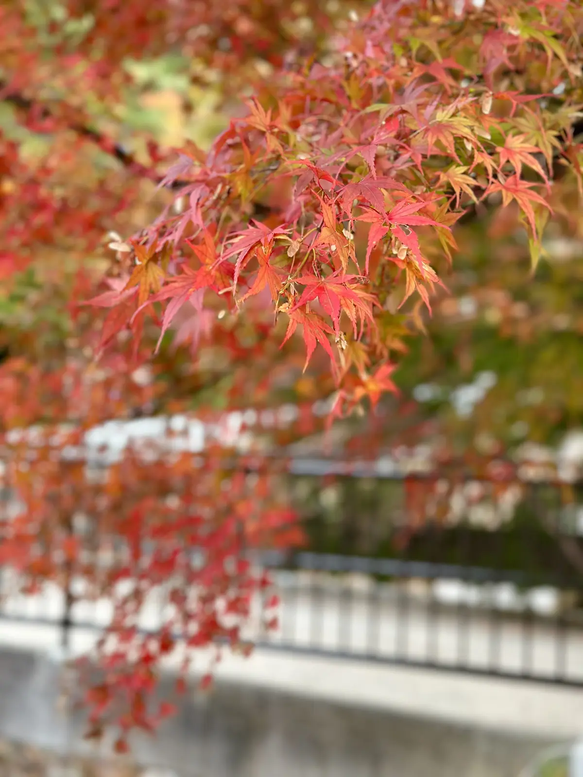 静かな時間と秋の景色を楽しむ河口湖の旅の画像_37