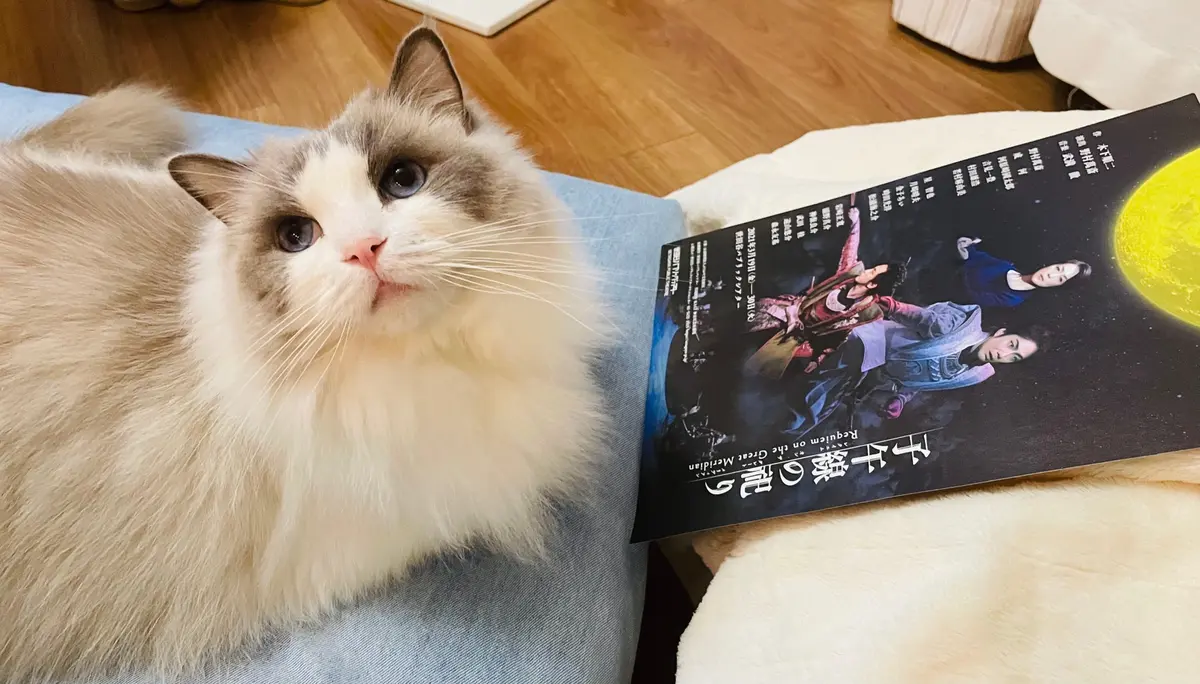 猫（下の子）とチラシ