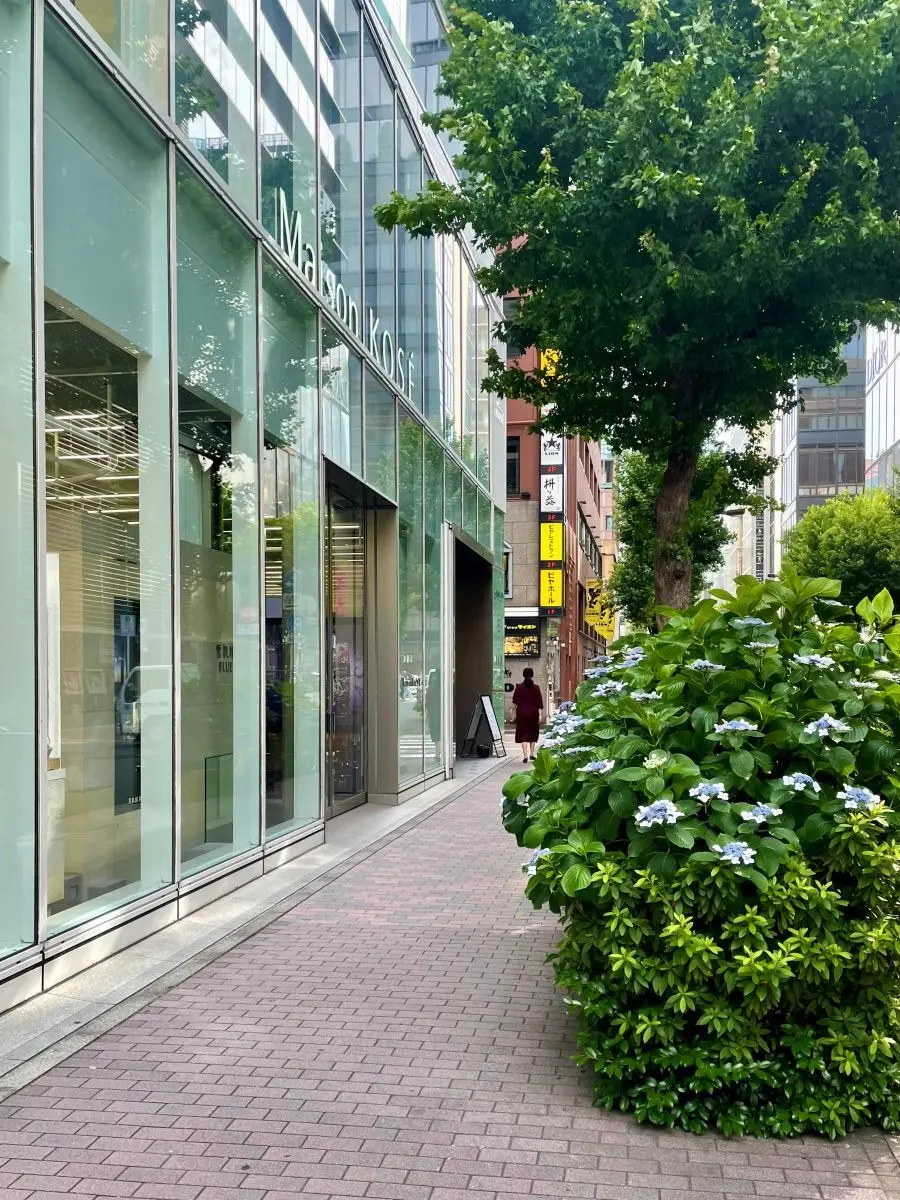 銀座７丁目に咲く紫陽花