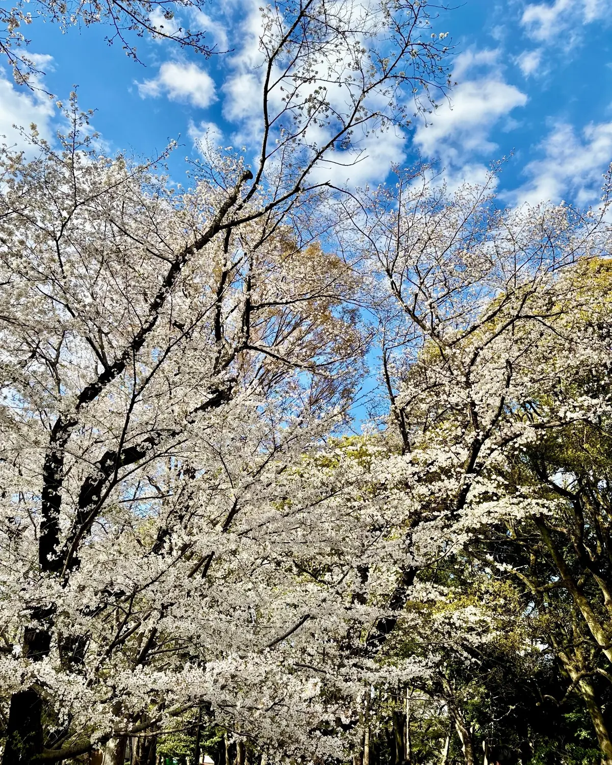 代々木公園の桜②