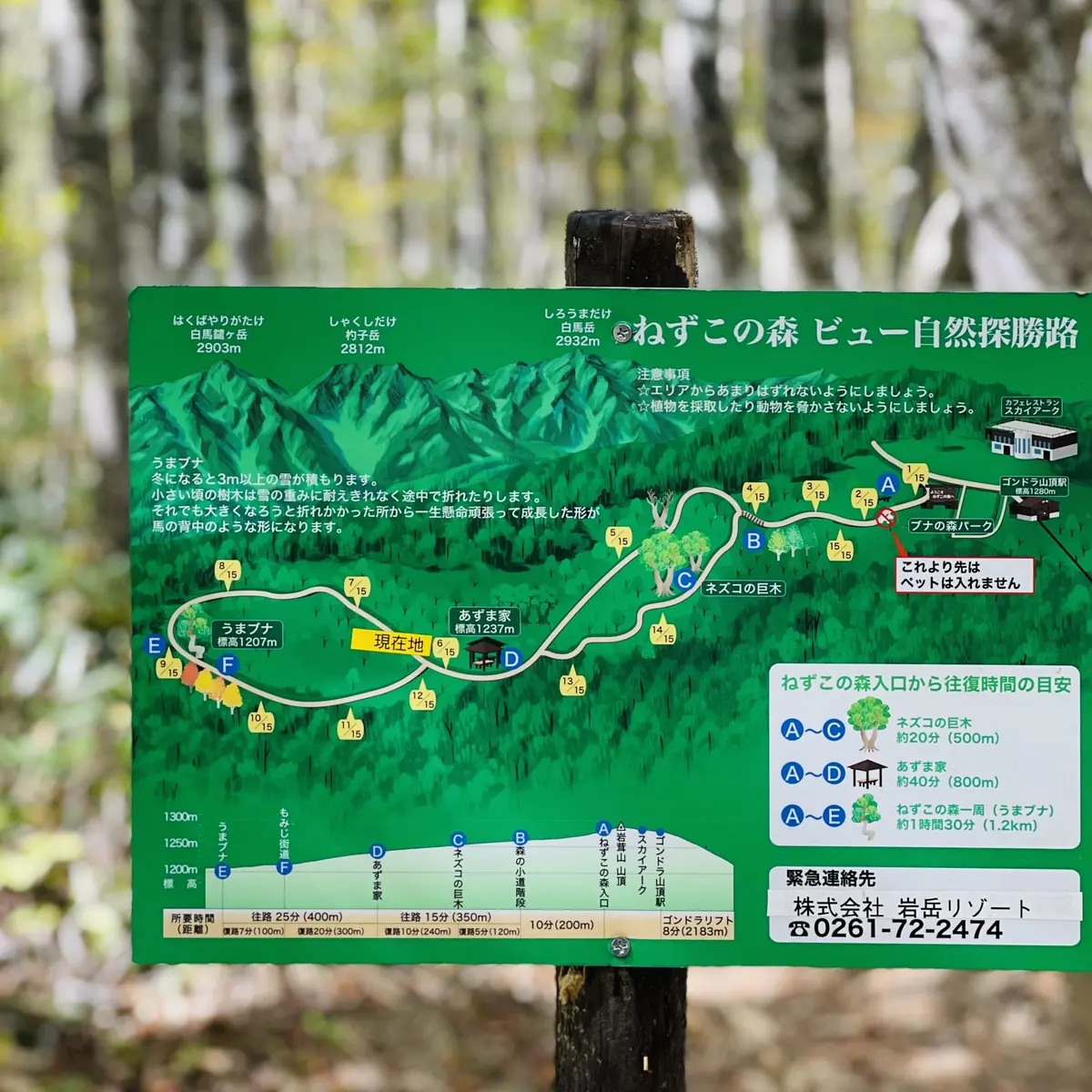 岩岳マウンテンリゾート内のトレッキングコース「ねずこの森」地図