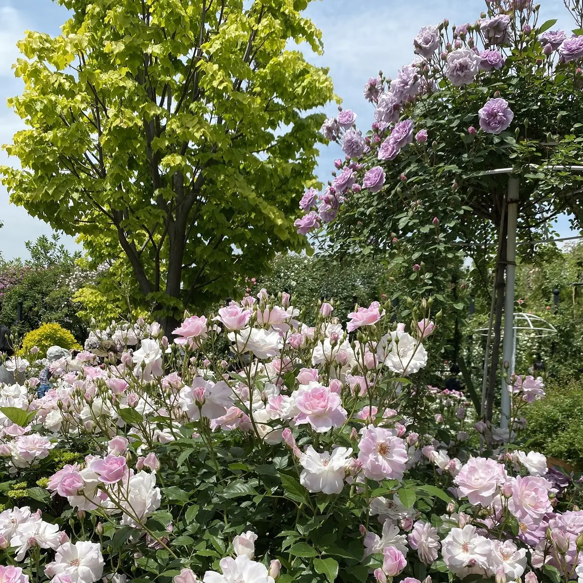 咲き誇るバラ♡バラの香りに包まれた幸せなの画像_5