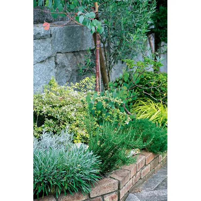 花壇の寄せ植えハーブで自家製ソース作り