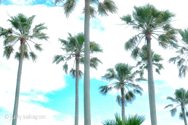 【さかほんの冒険】南国Hawaii？！❤の画像_3