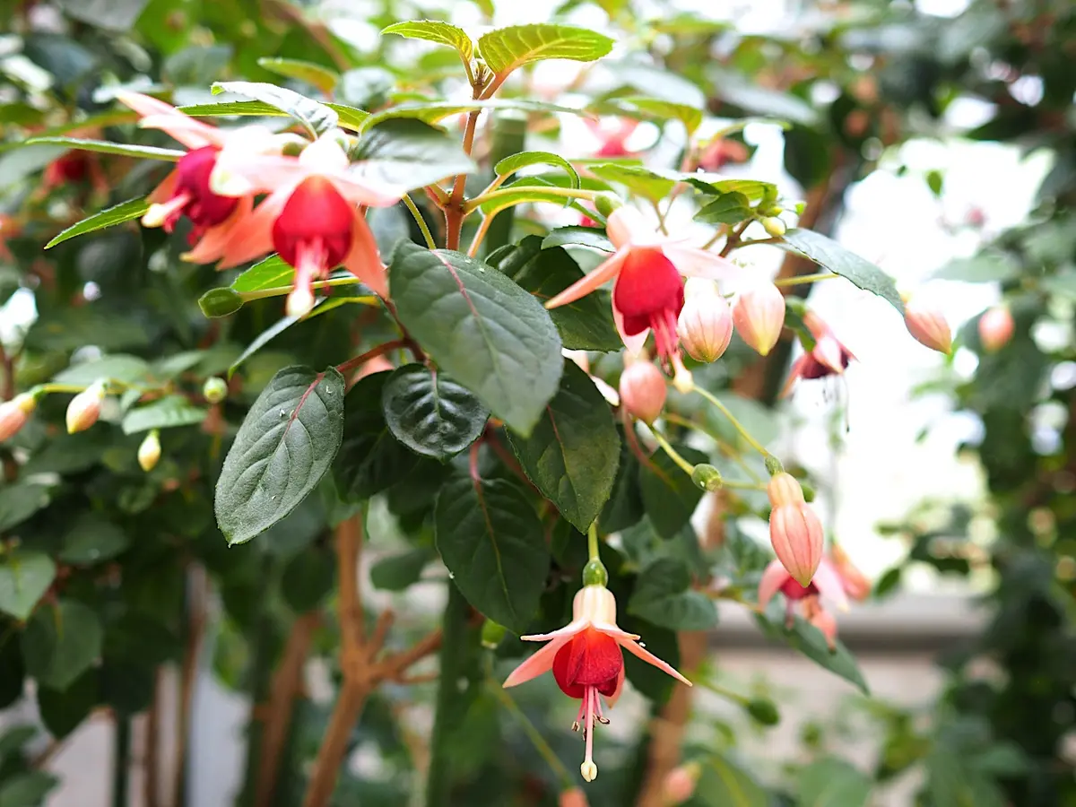 アカバナ科フクシア属 別名ツリウキソウ(釣浮草）