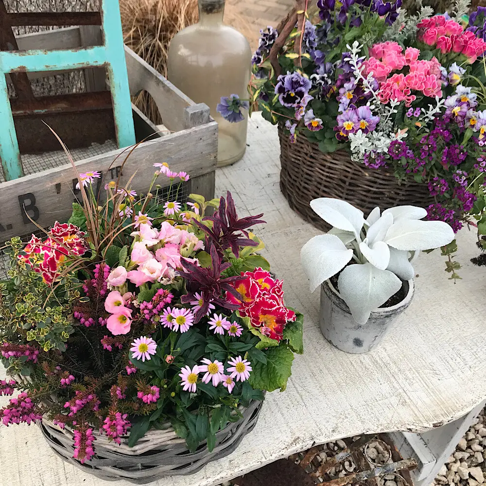 ２つの寄せ植え