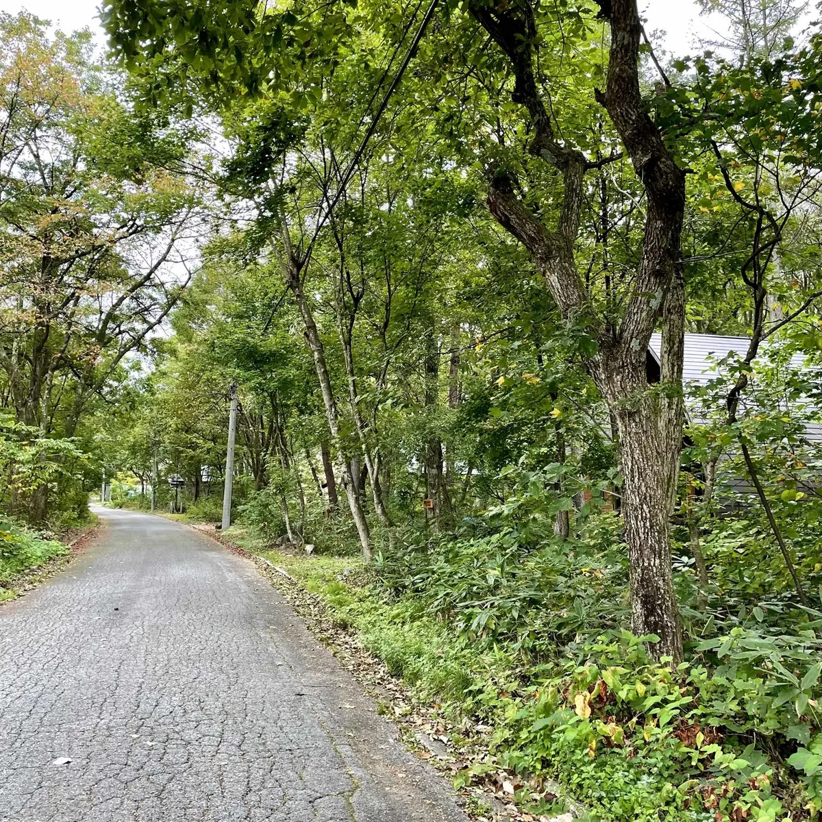 コートヤードバイマリオット白馬の近郊の道