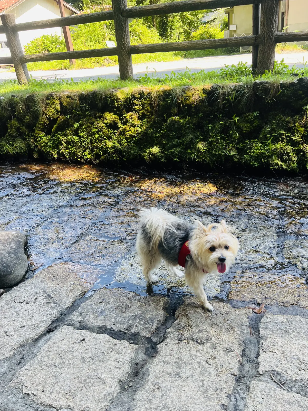 ゾーイちゃんも急遽水遊びを楽しみました?