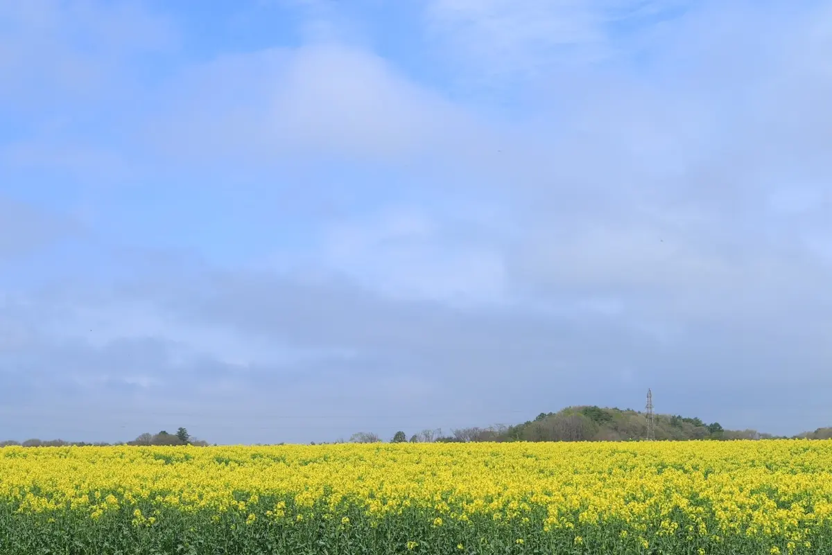 北海道のニュースポット　エスコンフィールの画像_4