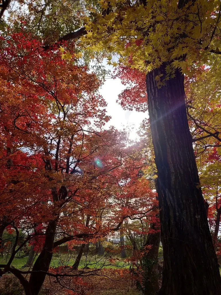 分家庭園の紅葉