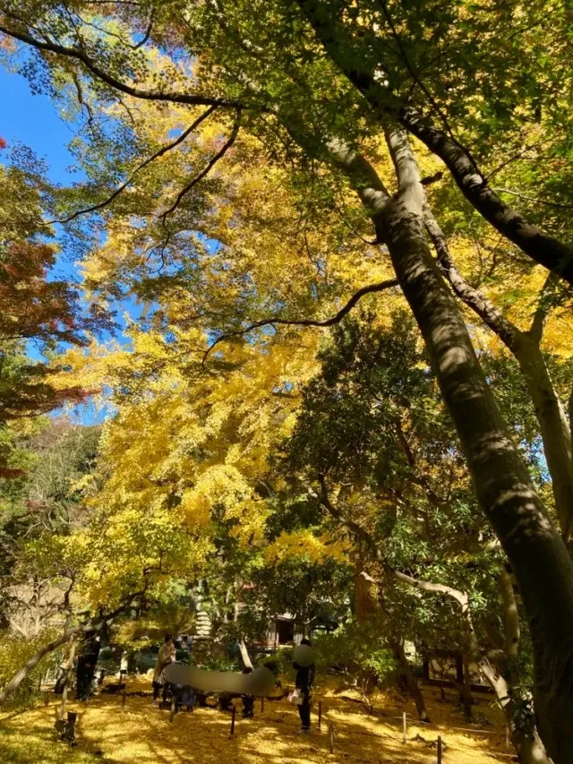 銀杏のカーペット 黄色い絨毯　 黄色いフローリング