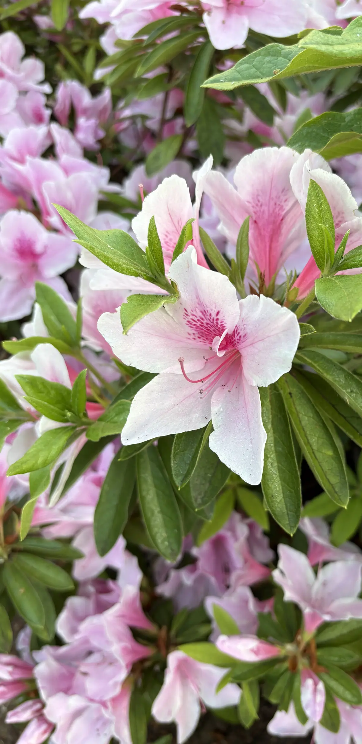 GUコーデで美容院への画像_9