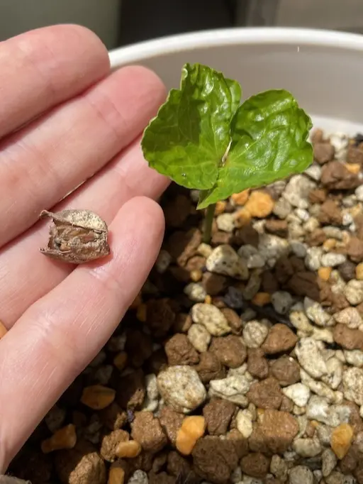 コーヒーの子葉