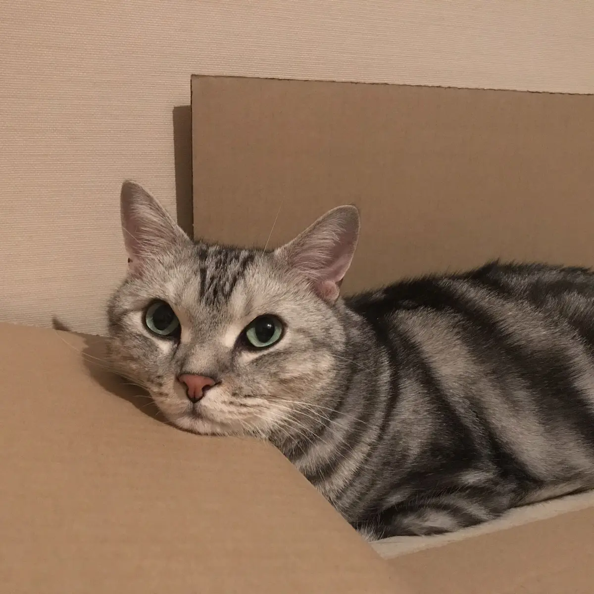 編集長キャット