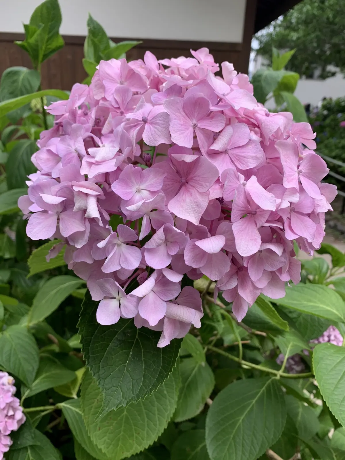 艶やかな紫陽花に癒されて。の画像_5