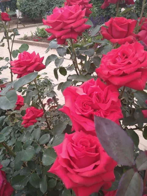 藤の花からバラへ❀フラワーパークを楽しむの画像_6