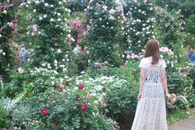 誰でもバラ姫☆@港の見える丘公園の画像_4