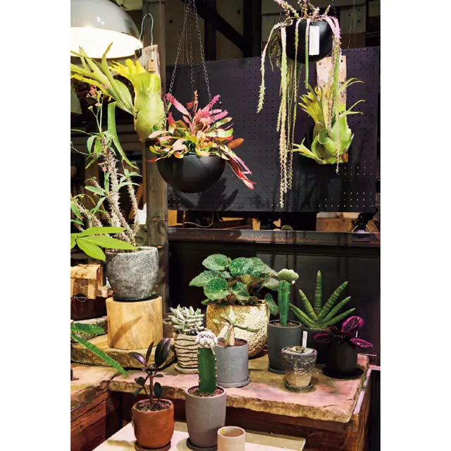 厳選されたスタイリッシュな観葉植物がそろう