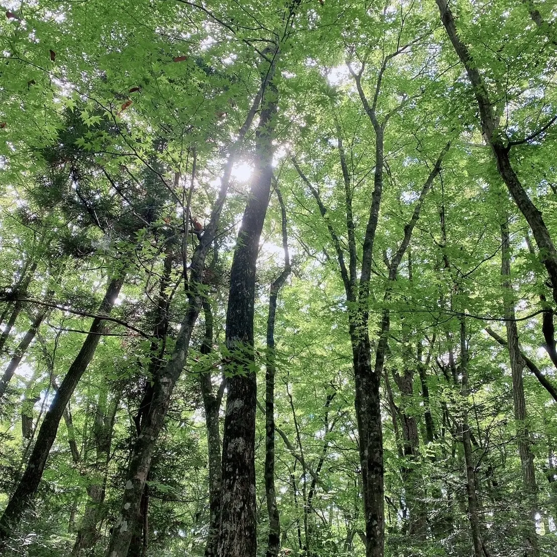 富士山の雄大な景色を眺めながらグランピンの画像_5