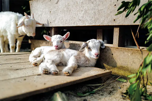 ホテルの敷地内で飼わ れていたヤギに、昨年、 子ヤギちゃんたちが誕 生！ 名前は、「もも」 ちゃんと「うめ」ちゃ ん。ホテルゲストにも スタッフにもひと時の 癒しを与えてくれる