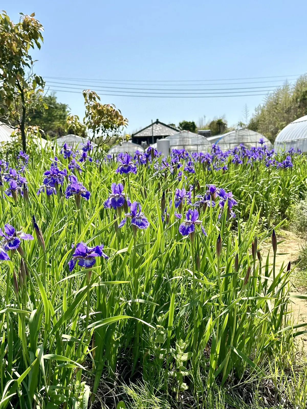 ハーブガーデンで過ごす癒しの時間♡千葉にの画像_20