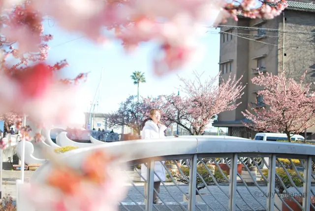 【さかぽんの冒険】早咲きのサクラ@熱海の画像_1