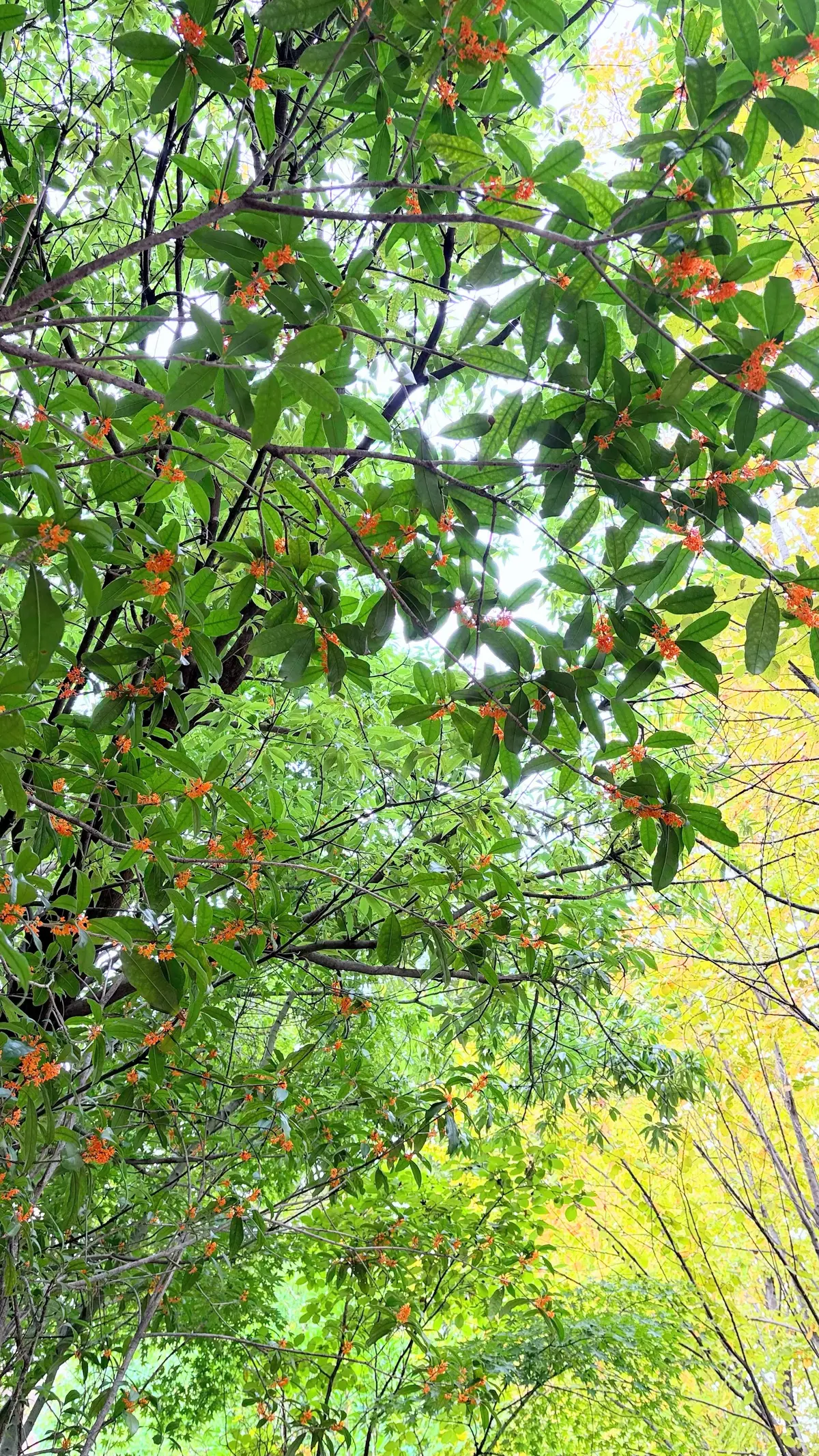 キンモクセイ　金木犀　紅葉　秋　秋の紅葉　秋の訪れ　autumn