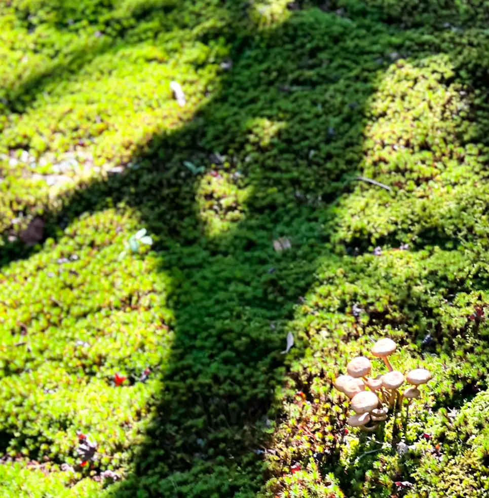 【京都】南禅寺🍁界隈でまったりお茶☕️はの画像_2