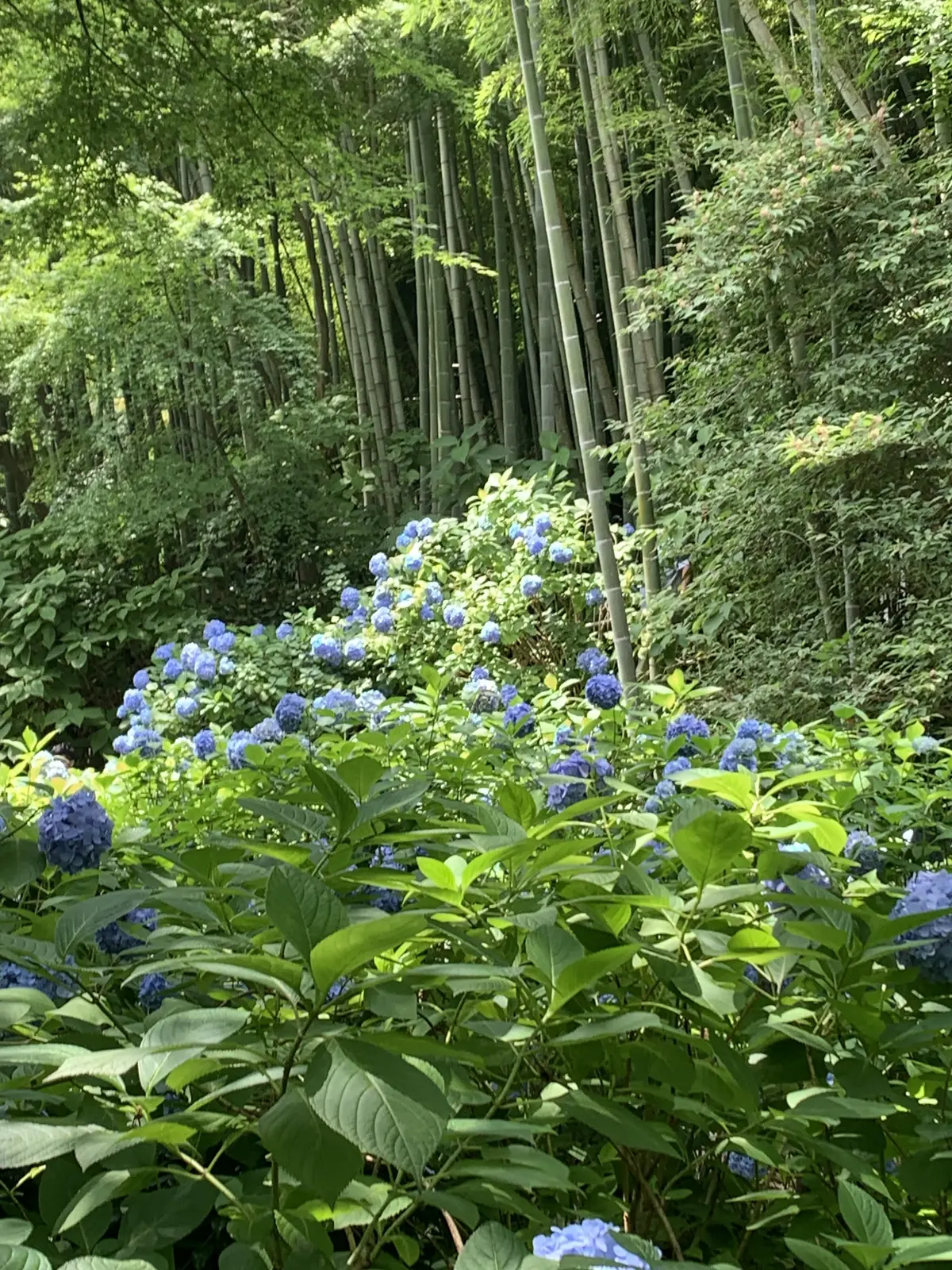 鎌倉３人旅Part２　明月院から古民家ラの画像_2