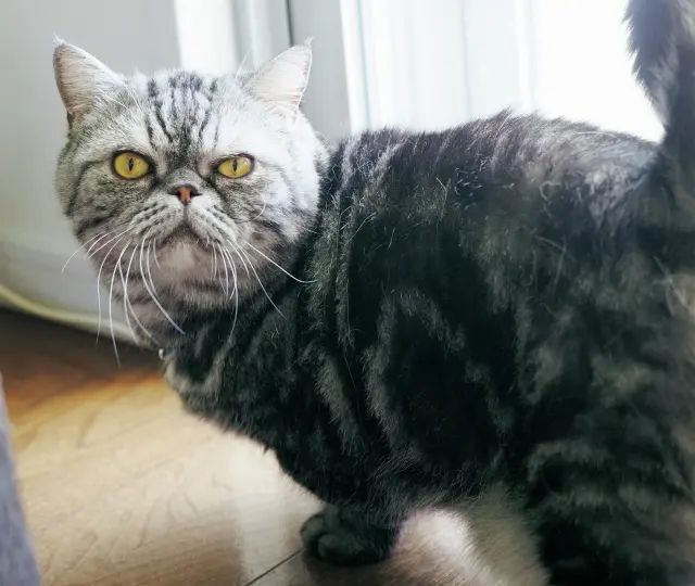 マンチロウ　マンチカン 8歳・♂